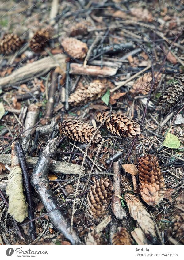 Brown forest floor with cones, twigs, needles and leaves Ground Forest Woodground Cone Nature Autumn Environment Close-up branches Fir cone