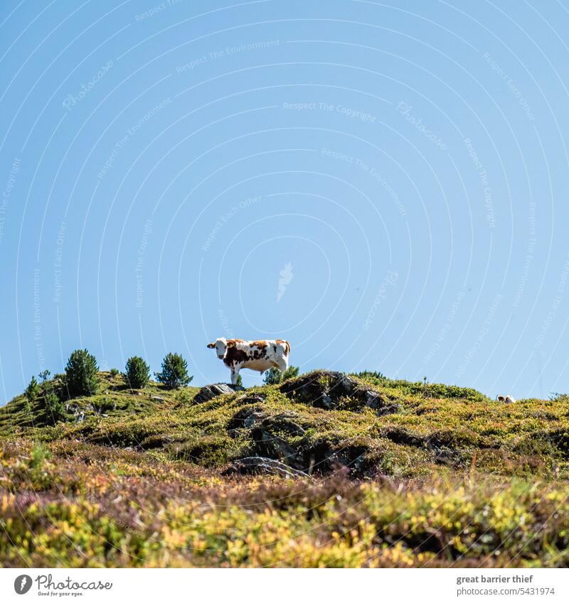 Cow in the Alps Cow, Nature Rural Mountain Austria Summer Idyll Farm animal Exterior shot Animal Landscape Animal portrait Alpine pasture Vacation & Travel