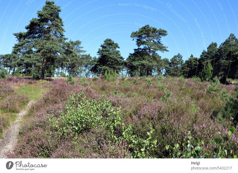 Heath blossom in juniper grove Merzen II Heathland heather heather blossom Erika calluna calluna vulgaris Juniper grove Jawbone Tree shrub Nature heyday Summer