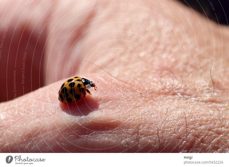 Ladybug sitting on one hand Ladybird Insect Beetle Hand Crawl Summer Close-up Macro (Extreme close-up) Happy Animal Colour photo Exterior shot