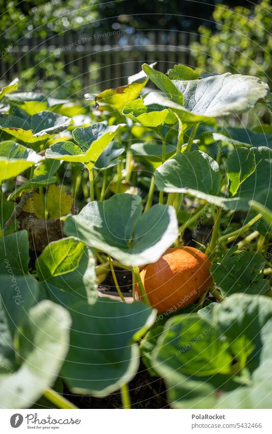 #A0# Hokkaido pumpkin Hokkaiodo squash Hokkaido pumpkins Hokkaido Pumpkin hokkaido soup Hokkaido soup Hokkaido bread Pumpkin time Pumpkin plants Pumpkin soup