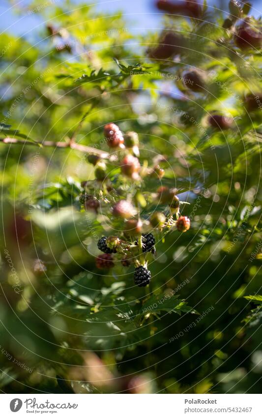 #A0# Blackberries Blackberry blackberry Blackberry bush Blackberry leaf bramble bush blackberry hedge Garden Horticulture Garden plants allotment