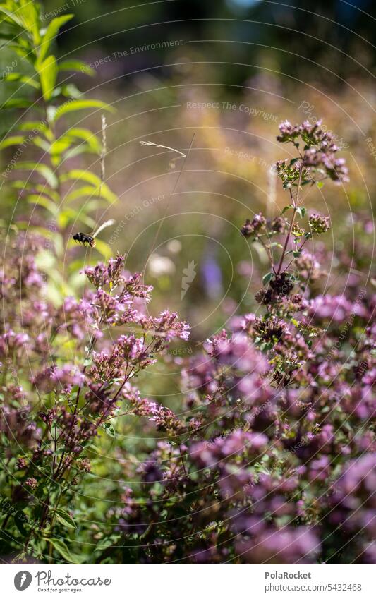 #A0# Wildflower meadow for the bees Meadow wild flowers wildflower meadow Wildflower Bed Bee Nature Garden Nature reserve Experiencing nature Love of nature