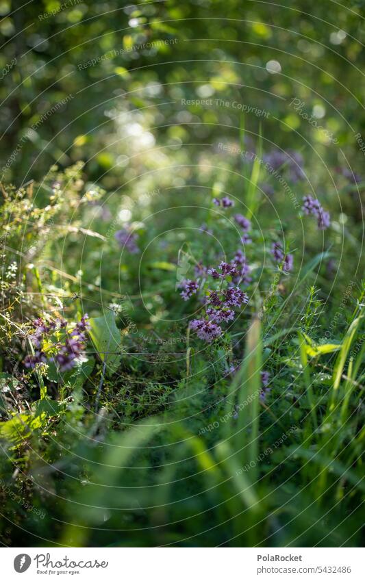 #A0# Meadow in beautiful light Blossom Flower meadow Visual spectacle Light Garden plants purple Nature Summer Plant Violet Blossoming naturally Green