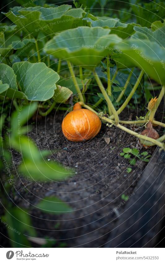 #A0# Own garden cultivation Hokkaido Hokkaido pumpkin Hokkaido Pumpkin hokkaido soup Garden Harvest garden harvest Mature Food Vegetable Orange Autumn Fresh