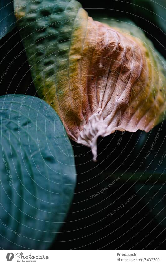 Close up of a discolored funkia leaf Funkie Plant discoloured Shriveled withered Nature Transience Dry Close-up Shallow depth of field Macro (Extreme close-up)