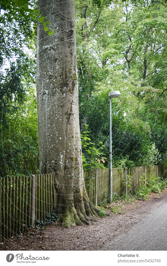 Whims of nature | tree fence liaison Nature Tree Fence lattice fence Wooden fence Exterior shot Deserted Day Border Old Plant Colour photo Garden fence Summer