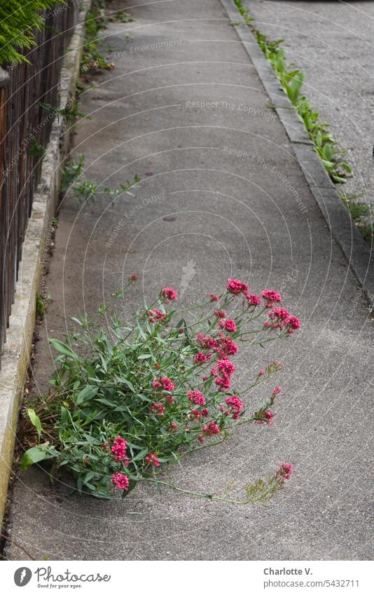 Whims of nature | escape tendencies of a pink flowering perennial Nature off Blossoming shrub blossoms pink flowers Pink Sidewalk wild flowering Colour photo