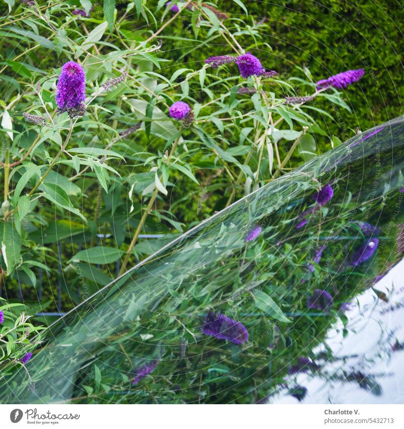 Vanity | summer lilac reflected in car window Plant Buddleja Nature Summer Colour photo Blossom blossoms Window Car Window Exterior shot Blossoming Violet