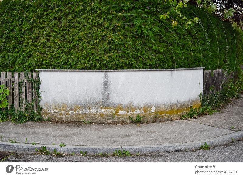 Thuja hedge land | Thuja behind the wall thuja jacket Hedge Plant Screening neighbourhood demarcation Border Thujaheckenland Nature garden design Deserted