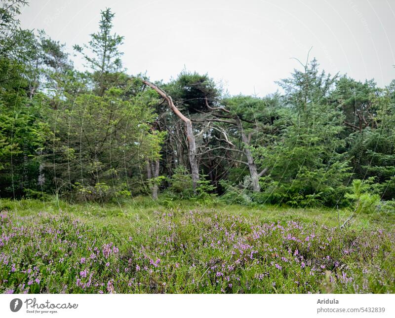 Flowering heather on the edge of the forest Heathland Edge of the forest Jawbone Forest Woodground Landscape heath landscape Nature purple Summer Violet Green