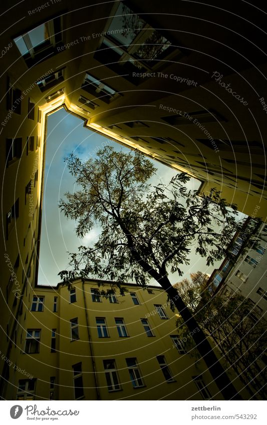 Forgotten backyard Tree Narrow Worm's-eye view Autumn Sky Backyard Interior courtyard Perspective Tree trunk Clouds Front side Facade Glazed facade Window