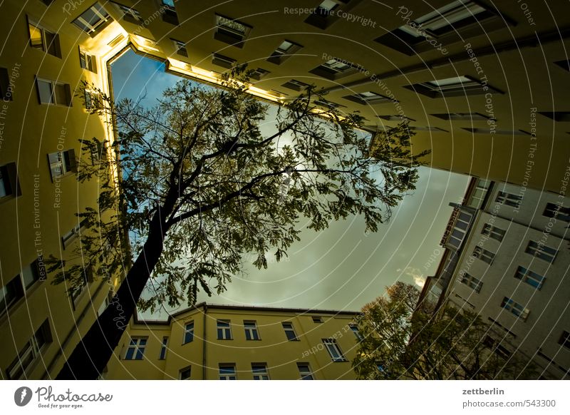 interior tree Tree Narrow Worm's-eye view Autumn Sky Backyard Interior courtyard Perspective Tree trunk Clouds Berlin Prefab construction