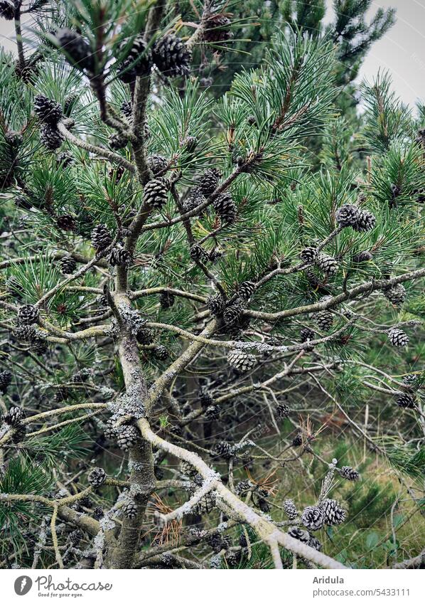 Pine branches with pine cones Jawbone pine branches Pine cone Forest pine forest Nature Cone Wood twigs and branches needles Pine needle Tree