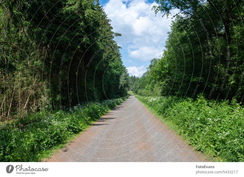 A path between trees with blue sky Spring Natural landscape street blue sky. day nature way forwarts Background Copy Space Park gravel dirt road Sunny Backdrop