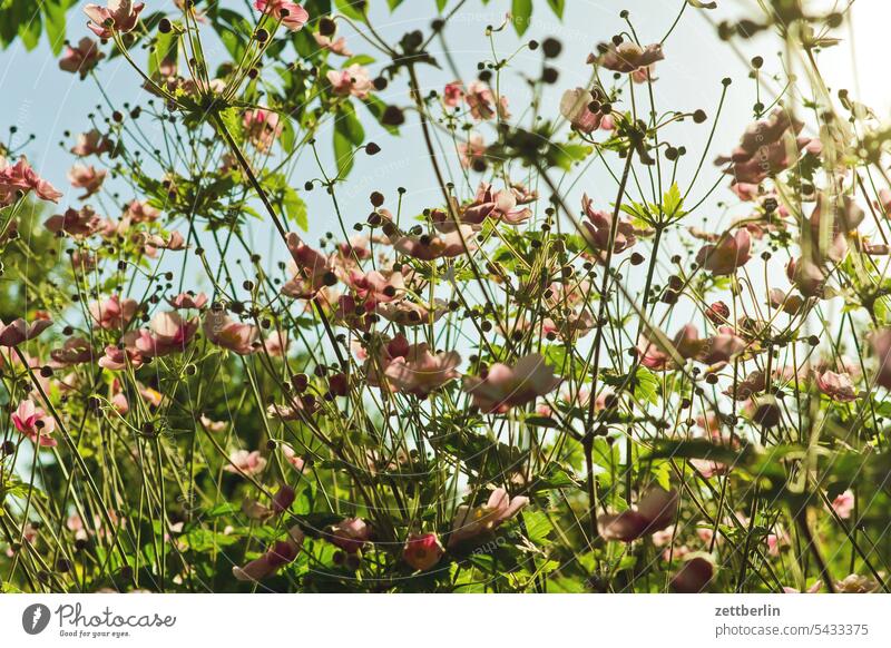 Anemone hupehensis anemone Branch Tree blossom Blossom Relaxation holidays Garden Hedge Chinese Anemone Sky allotment Garden allotments Deserted neighbourhood