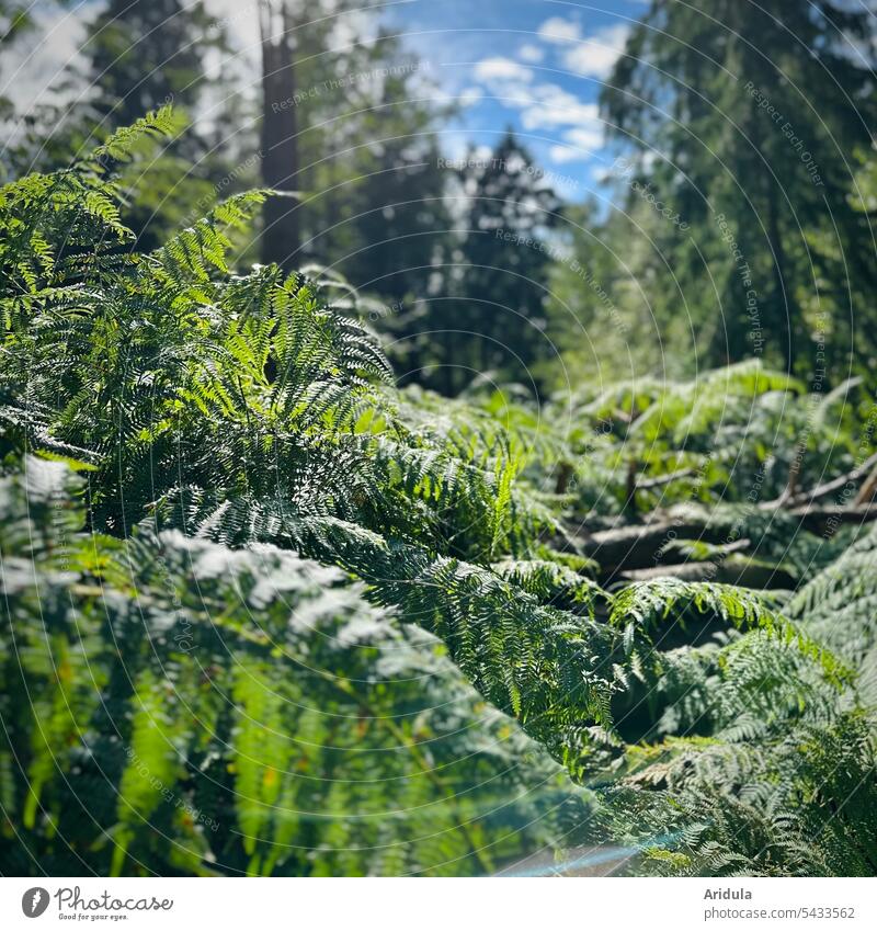 Fern in the forest, shone by the sun Forest Sun Nature Plant Green Leaf Foliage plant Wild plant Fern leaf Detail Shallow depth of field Blue sky white clouds