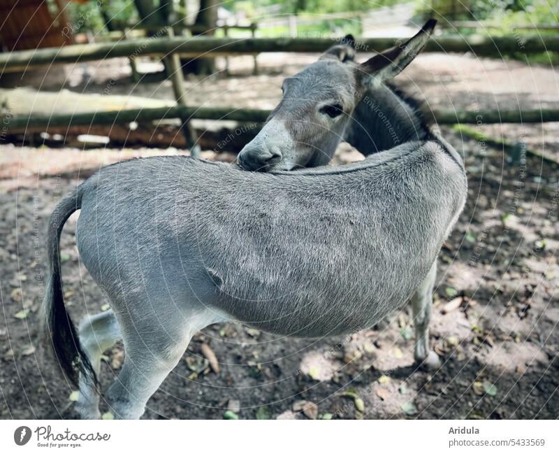 Donkey stretch, donkey stretch Animal Farm animal Animal Enclosure Pet Horse route Back Rotate Tails Fence Gray Animal portrait