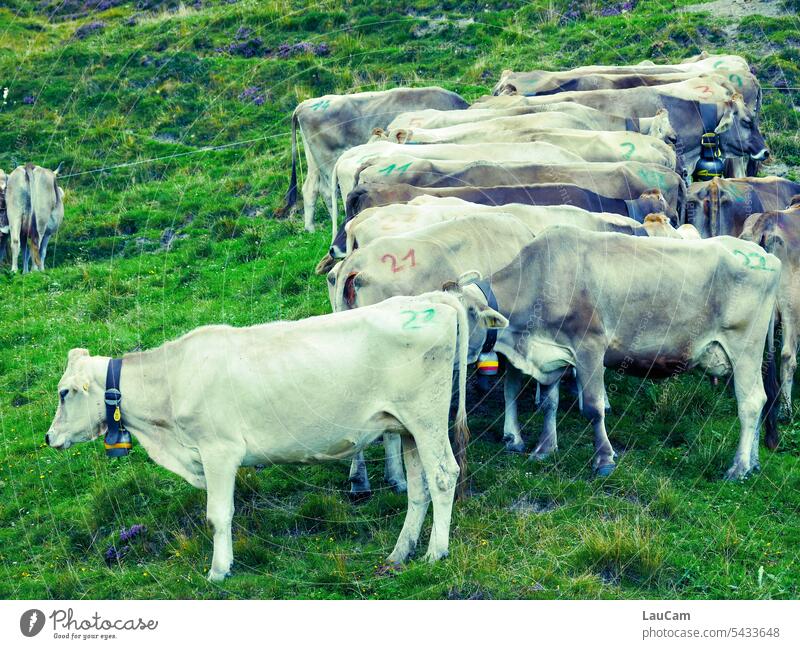 First line up properly cows Numbering Side by side Cow cattle Agriculture Grass Farm animal Willow tree Group of animals Cattle Meadow Animal Sequence figures