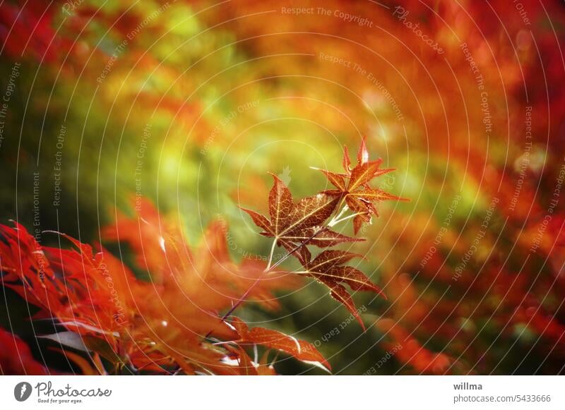 autumn colouring Start of autumn Autumnal colours leaves autumn leaves Maple tree Norway maple autumn colours Nature twigs