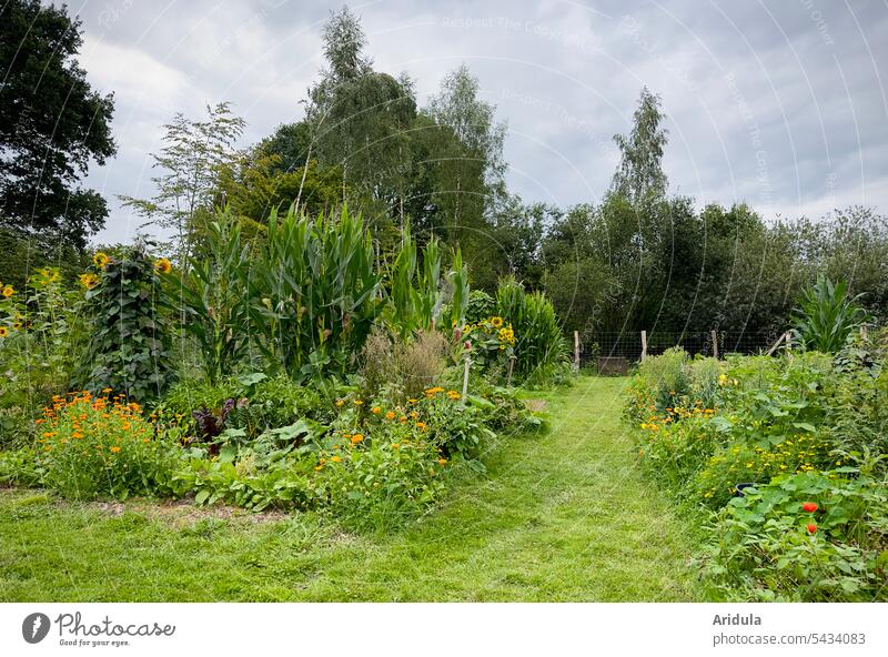 Green allotment with flowers and vegetables Garden Vegetable Harvest Flowerbed Summer vegetable gardening Vegetable garden Agricultural crop Gardening