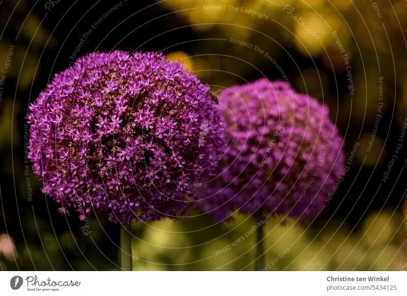 Two ornamental leek flower balls in the evening light ornamental garlic allium Shallow depth of field Spring flower Blossom Flower leek plant bulb flower Plant