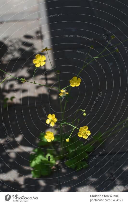 Buttercup with sunlight and shade on the terrace buttercup buttercups little flowers yellow blossoms yellow flowers Terrace Terrace joint Light and shadow