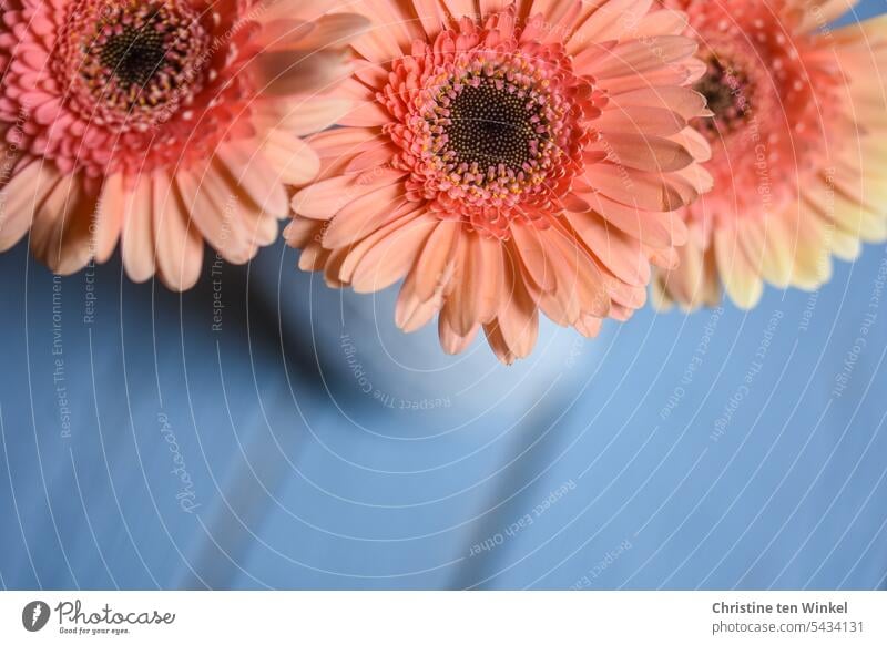 beautiful gerbera in a vase Gerbera Orange light blue background orange colour blossoms flowers salmon-coloured flowering flower Blossoming Bouquet