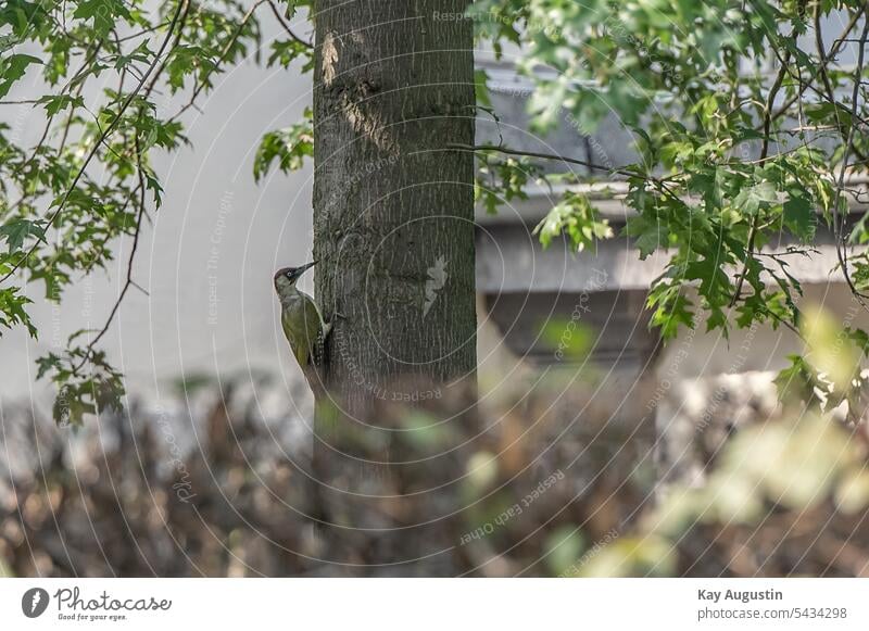 Green woodpecker on tree trunk wesseling picus viridis Woodpeckers Piciformes Dendrocopos Picidae Real woodpeckers Picinae birds bird world Tree bark plumage