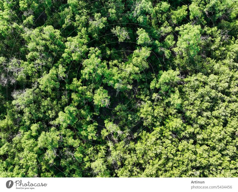 Aerial top view of mangrove forest. Drone view of dense green mangrove trees captures CO2. Green trees background for carbon neutrality and net zero emissions concept. Sustainable green environment.