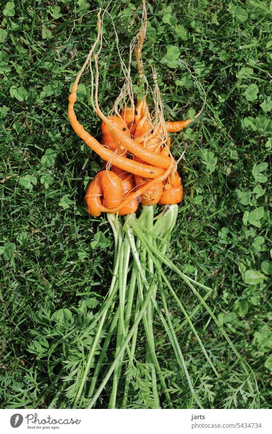 Naturally grown yellow beets hugging each other. naturally organic Yellow turnips Embrace at the same time Garden Love Nature Plant Summer Fresh Green Close-up