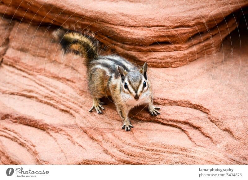 chipmunk USA vacation Eastern American Chipmunk Squirrel Wild animal Animal Rodent National Park Zion Nationalpark eye contact