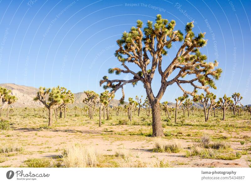 Joshua Tree Joshua Tree NP Desert Steppe Joshua Palm Lily Yucca Yucca palm Yucca brevifolia palm lily Palm tree Cactus Mojave Mojave Desert North America USA