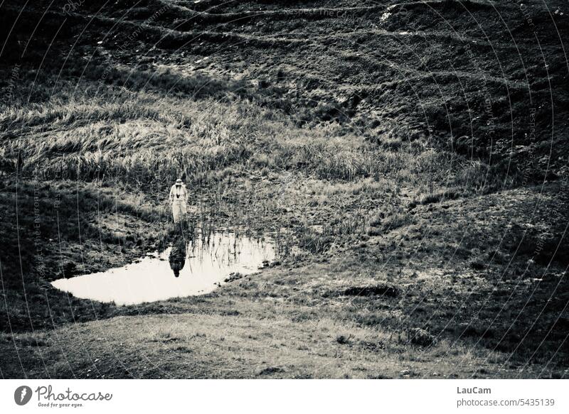 Wet research Marsh Bog Pond Water Watering Hole Damp Human being reflection explore Appraise look over look into the water Nature Landscape Lake Exterior shot