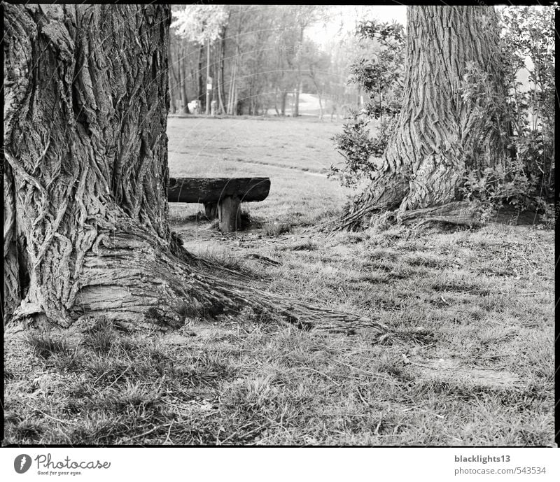 Time out in the park Joy Well-being Relaxation Calm Adventure Freedom Hiking To go for a walk Art Nature Landscape Tree Grass Tree trunk Park Meadow Old