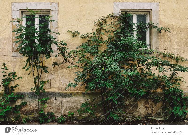 Vacant, in front of the two windows make goddess tree and other scrub wide Facade Old Yellow Wall (building) House (Residential Structure) Window Old town