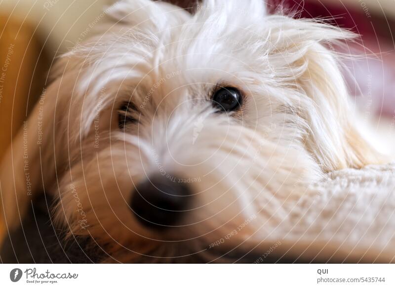 A heart dog Dog White Pelt eyes Animal Heart Animal protection Looking Love of animals Animal portrait Animal face Observe Puppydog eyes Cute Pet adoption