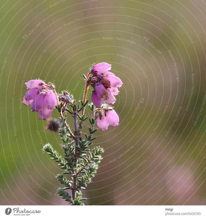 flowering bog bell heather, Erica tetralix Bog Bell Heath Heather plant dwarf shrub Blossom blossom Summer Plant Nature Close-up Macro (Extreme close-up)