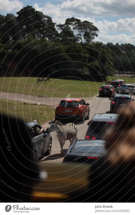 The other day traffic jam on the highway horse or zebra Safari Serengeti Germany wild animals cars Highway brake Park Funny scrounge Zebra Zebra crossing