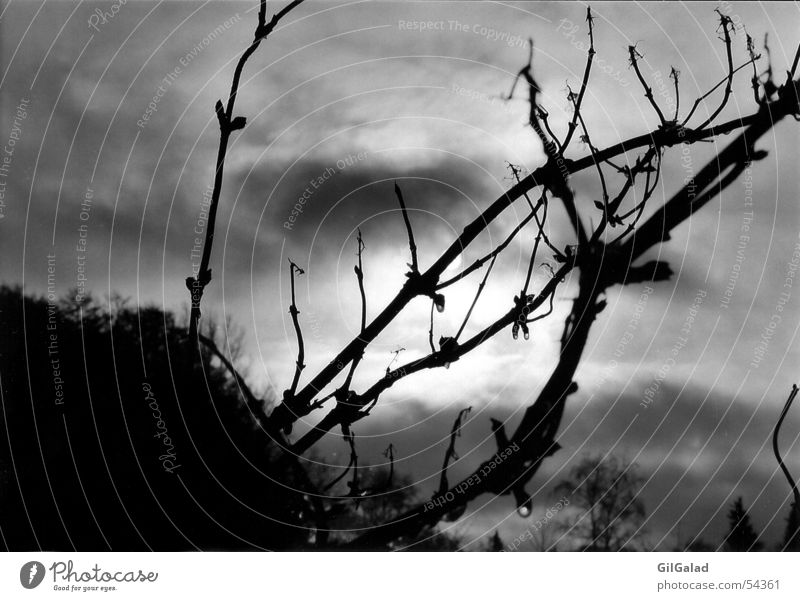 The sun is hiding Dark Bad weather Bushes Tree Black White Clouds Apocalypse Sky weaving Black & white photo Sun Hide