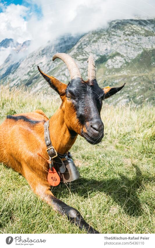 Goat on meadow with mountains in background Goats Animal Farm animal Exterior shot Colour photo Animal portrait 1 Meadow Grass Face horns Shadow Mountain Clouds