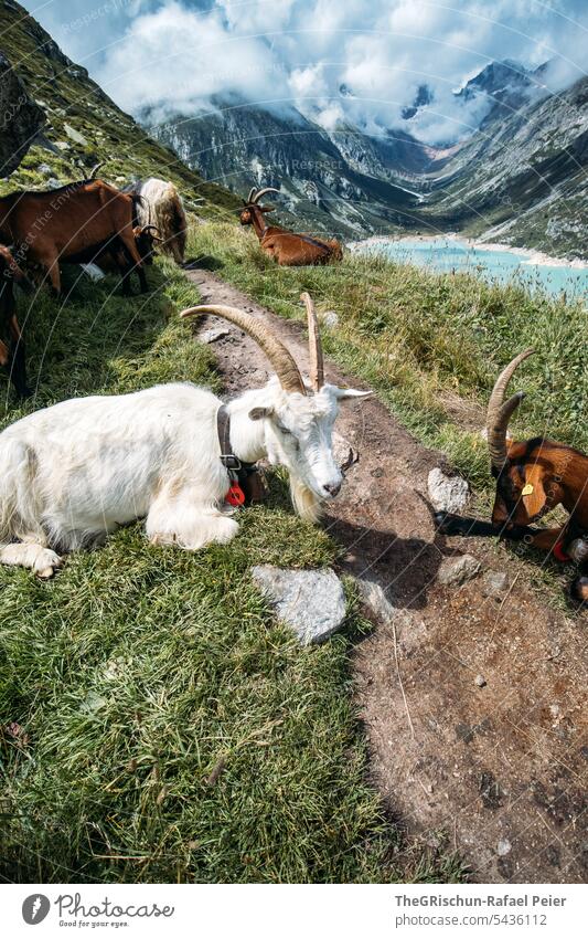 Goats on the path with lake in the background Animal Farm animal Exterior shot Colour photo Animal portrait Meadow Grass Face horns Shadow Mountain Clouds Day