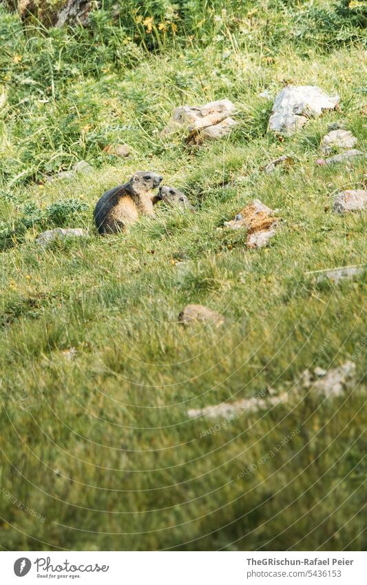 Groundhog - Pep Talk Marmot young animal frisky two cute Playing tenderness Grass Stony stones grasses Animal Nature Exterior shot Meadow Colour photo Mammal