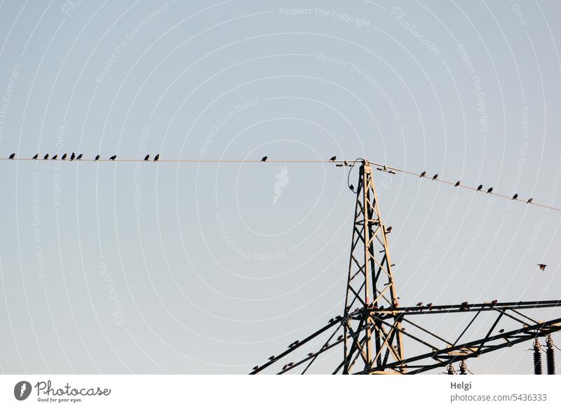 Star Parade Stare birds Migratory birds Electricity pylon power line Sky Sit Flying power supply Cloudless sky Summer rest Break Freedom Nature Flock of birds