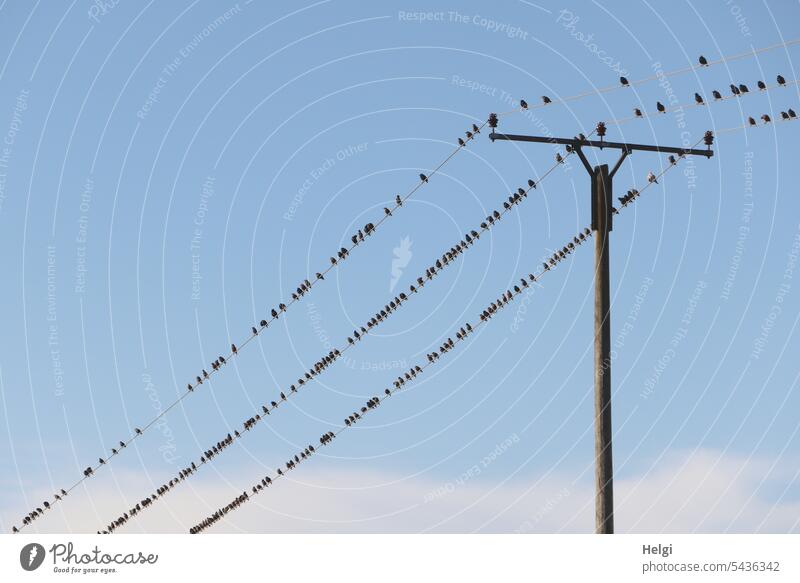 Starling lineup - vast numbers of starlings roosting on the power line Bird Flock of birds Star line-up Electricity pylon Sky Clouds Summer Nature Freedom