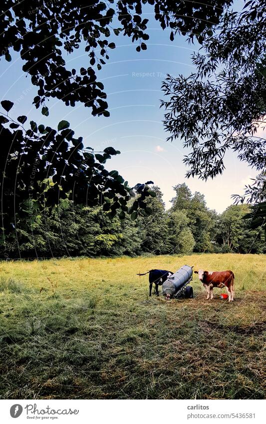 Milk production (organic version) | Happy cows on the pasture Cow Willow tree Trailer drinking trough Water Nature Animal Meadow Agriculture Cattle Grass Green