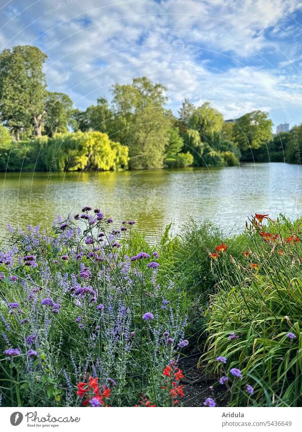 Park | flower bed by the lake flowers Garden Bed (Horticulture) park Flowerbed Blossom Summer Town city park trees bank Lake Water Blue sky Clouds