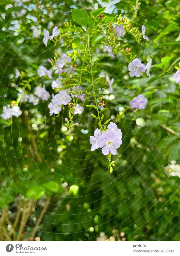 Delicate sky flower Sky Blossom Dewberry Flower Summer Pink Violet purple Green leaves Sunlight