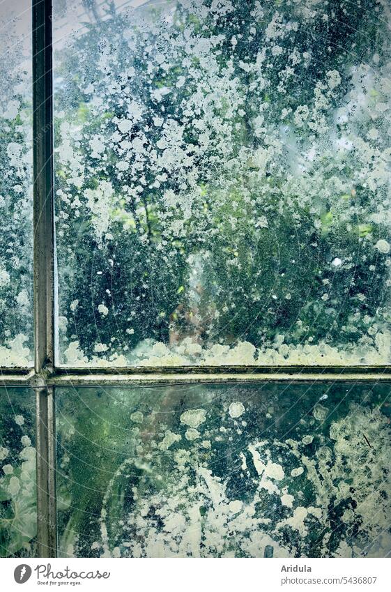 Speckled greenhouse panes Pane Greenhouse Window Condensation Pattern Glass Plant Slice Window pane Market garden Nature