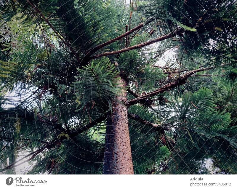 Very large indoor fir in a greenhouse Room fir Fir tree Greenhouse Foliage plant Botanical gardens Botany Plant Interior shot Virgin forest Exotic Garden